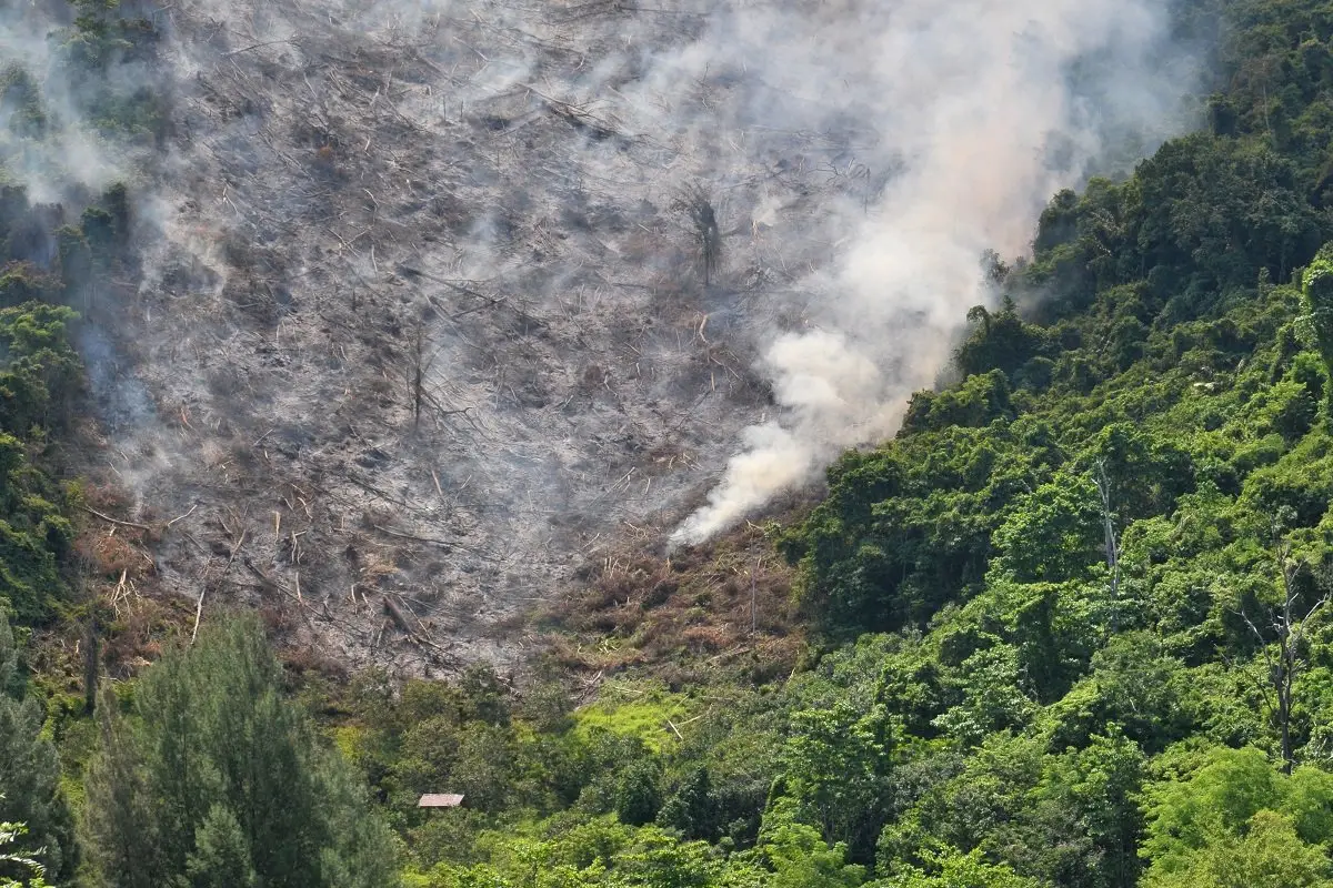 Risiko Asap Kebakaran Hutan dan Tipsnya | Satya Wijaya Brama